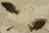 Stunning Green River Fossil Fish Mural with Several Species #342449-2